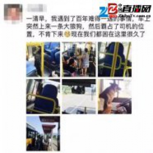 温州一公交车蹿上一只狼狗 霸占司机位置不肯走