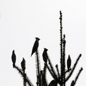 哈尔滨：太平鸟飞来过冬 一群群花揪树上吃果果