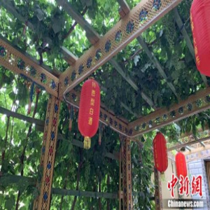 美丽乡村养成记：葡萄架下农家乐 杏花林里畅快游