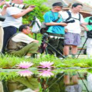 “世界睡莲冠军”万维莎首次亮相圆明园