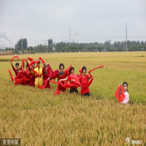 山东日照：水稻大面积进入收割阶段 农民载歌载舞庆丰收
