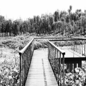 马驹桥湿地公园北区十一迎客 南区年底完工