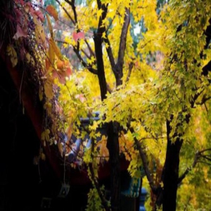 今年天津的秋色 太值得收藏了！