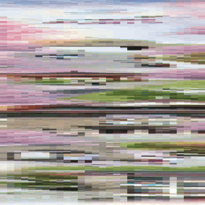 【来，看天津】一只春游的小喜鹊~~