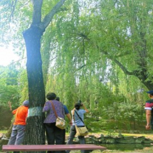 猫头鹰“落户”圆明园 游客捅窝骚扰只为拍摄