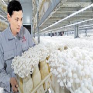 津产鲜菇走出国门 打入美国、泰国等海外市场