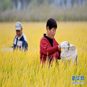 河北安次：一地双收 稻香蟹肥