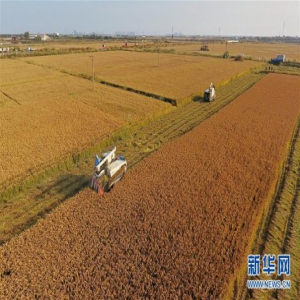 河北秋粮收获面积已过七成