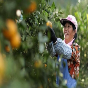 贵州丹寨：苗乡金秋 柑橘飘香