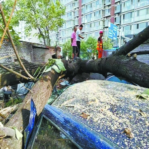 大树压在车上好几天？树倒砸车认定责任难上难