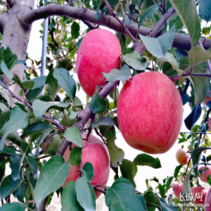 太行山上苹果红了！隔着屏都能闻到香气