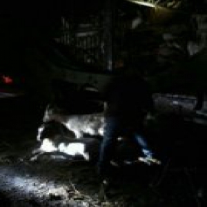 京沪高速运羊车侧翻 400只山羊跑满高速（图）