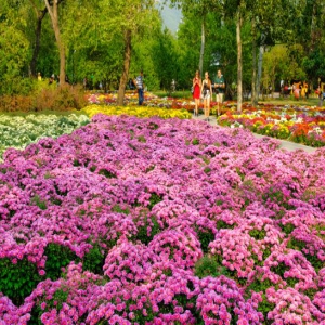 北京植物园第27届市花展暨第11届菊花文化节开幕