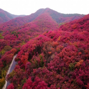 济南：高山红叶进入观赏季节 如火焰点亮山头
