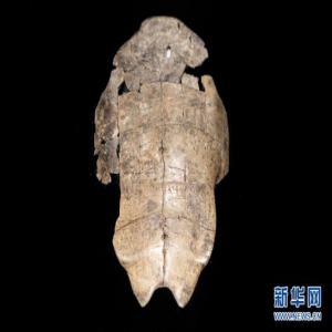 甲骨文文化展”亮相国博