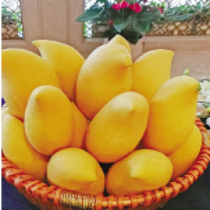 口感好外形靓 百色芒果邀你尝一尝