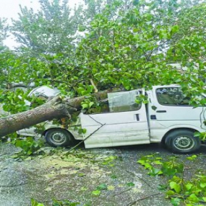 风雨中15棵大树倒伏 一条街砸坏6辆路边车