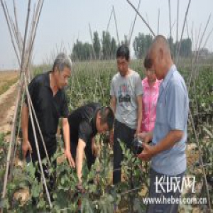 4.7万亩农田受灾 保定清苑积极开展冰雹灾后自救