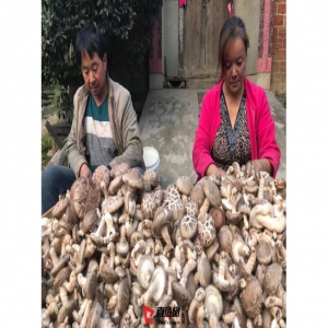 西峡县桑坪镇贫困户感谢感谢党的政策好