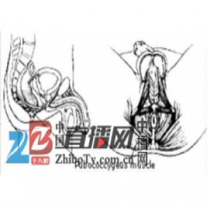 男人锻炼PC肌可享受多次性高潮