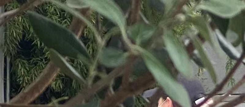 43岁董洁街头被偶遇！手冒青筋腿比胳膊细，弓腰驼背瘦成大头娃娃(图4)